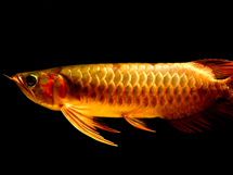 观赏性的淡水鱼种类金色龙鱼图片欣赏