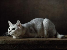 灰色的波米拉猫咪高清图片写真
