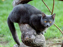 树上休息的黑波米拉猫高清写真图片