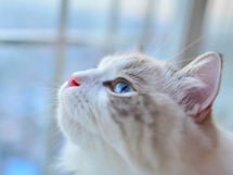 英国可爱的小猫咪布偶猫图片欣赏