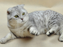 小猫咪品种苏格兰折耳猫图片写真