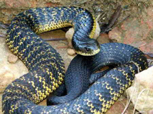 世界十大毒蛇之眼镜蛇高清图片写真