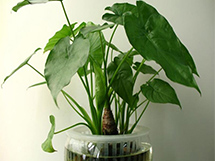室内绿色植物千手观音花图片欣赏