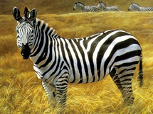 非洲的野生动物黑白相间的斑马图片