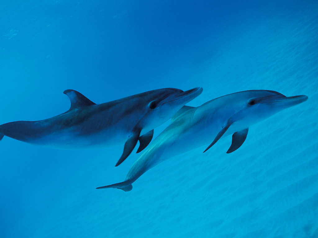 海底世界的动物海豚小清新壁纸高清图片第1张