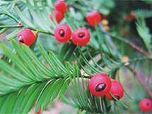 云南红豆杉树木种植图片
