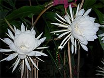 适合室内养的植物白色昙花淡雅图片