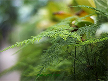 绿色花草文竹盆景植物图片