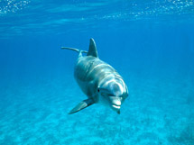 海底世界的动物海豚小清新壁纸高清图片