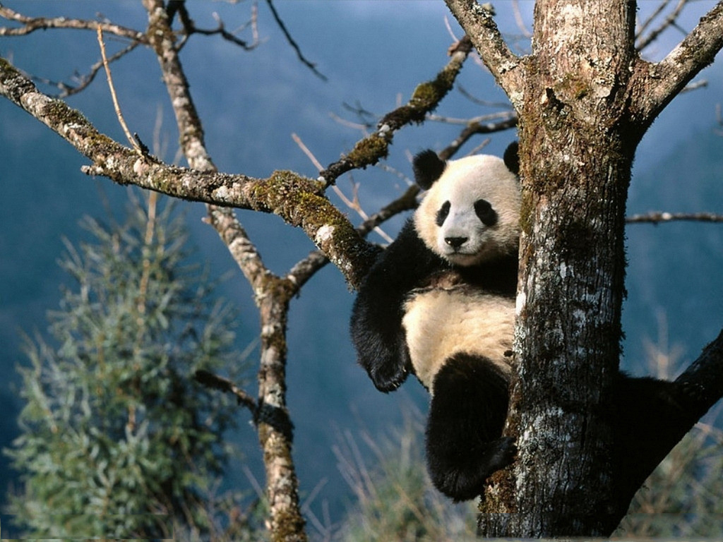 树枝上野生大熊猫悠闲的写真图片欣赏第1张