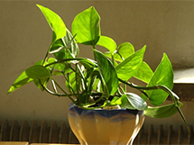 净化空气的室内植物盆栽绿萝图片