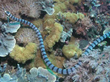 海底青环海蛇高清写真图片欣赏