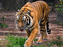 印度国家的野生保护动物支那虎图片