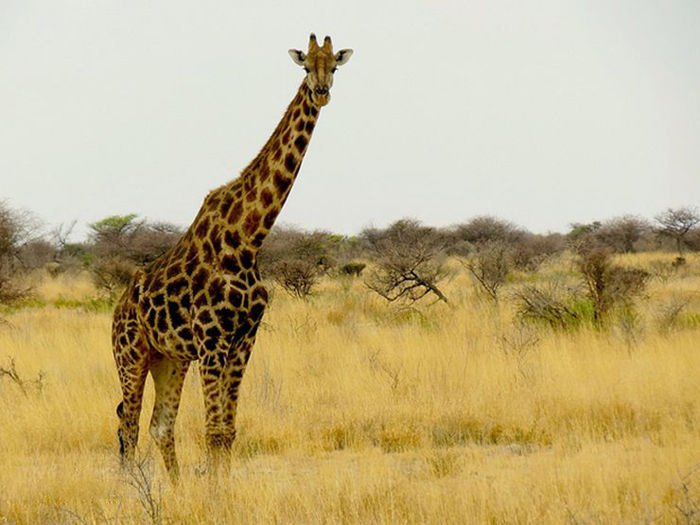 安哥拉野生动物长颈鹿图片欣赏第1张