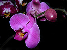 紫色的蝴蝶兰鲜花图片