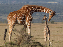 野生保护动物索马里长颈鹿图片写真