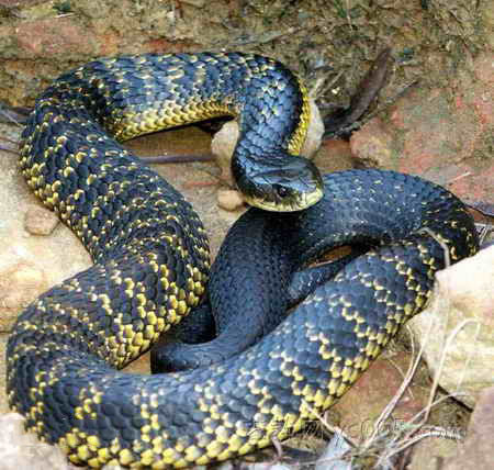 世界十大毒蛇之眼镜蛇高清图片写真第1张