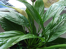 适合室内养的植物一帆风顺清新绿色花草图片