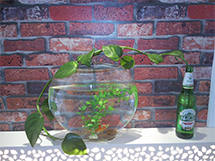 室内植物绿萝的养殖方法图片
