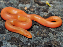 蛇类品种黄色的幼生胶蛇图片