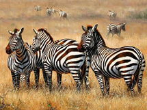 非洲 野生动物斑马摄影照片