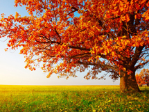 秋天美丽的枫树图片大全