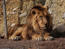 亚洲的野生动物狮子休息时候图片欣赏