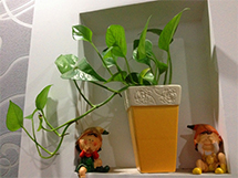 净化室内空气的盆栽植物绿萝图片
