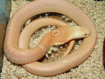 世界最毒的毒蛇孟加拉眼镜蛇图片