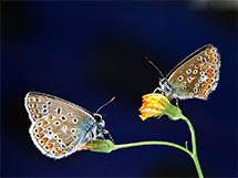 好看的小动物蝴蝶唯美小清新壁纸图片