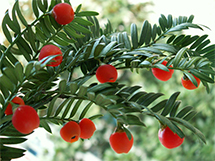 红豆杉树木上结满红通通果实图片