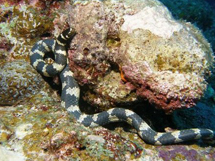 剧毒的蛇类品种青环海蛇图片