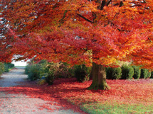 秋天的枫树唯美意境图片