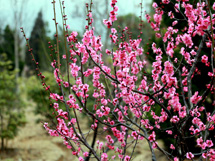 树木品种梅花树的高清图片大全