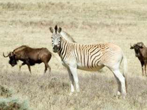 斑驴的灭绝时的摄影图片