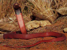 世界十大毒蛇之一红颈射毒眼镜蛇图片欣赏