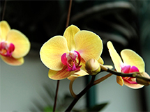 金黄色的蝴蝶兰鲜花图片