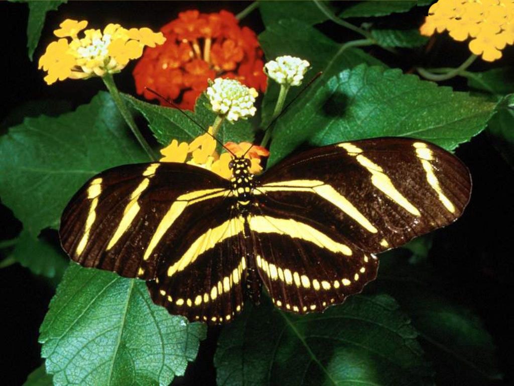 最美的动物蝴蝶小清新壁纸图片第1张