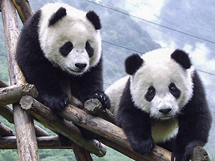 中国特有的野生动物大熊猫图片