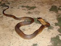常见蛇种类的喙眼镜蛇高清图片大全