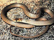 澳洲最常见的毒蛇高清写真图片
