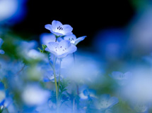 鲜花的品种蓝色勿忘我开花图片