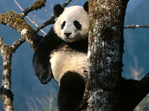 树枝上野生大熊猫悠闲的写真图片欣赏