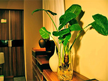 净化室内空气的植物千手观音花图片欣赏