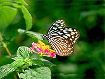 五彩缤纷的蝴蝶动物壁纸图片