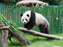 中国的国宝野生大熊猫活泼可爱图片