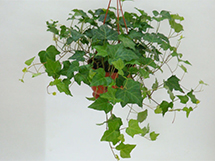 室内花草种类常春藤的养殖方法图片
