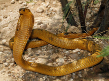 世界上最毒的毒蛇品种南非眼镜蛇图片大全