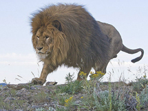 已经灭绝的野生动物巴巴里狮图片写真
