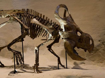 侏罗纪时期的原角恐龙化石图片